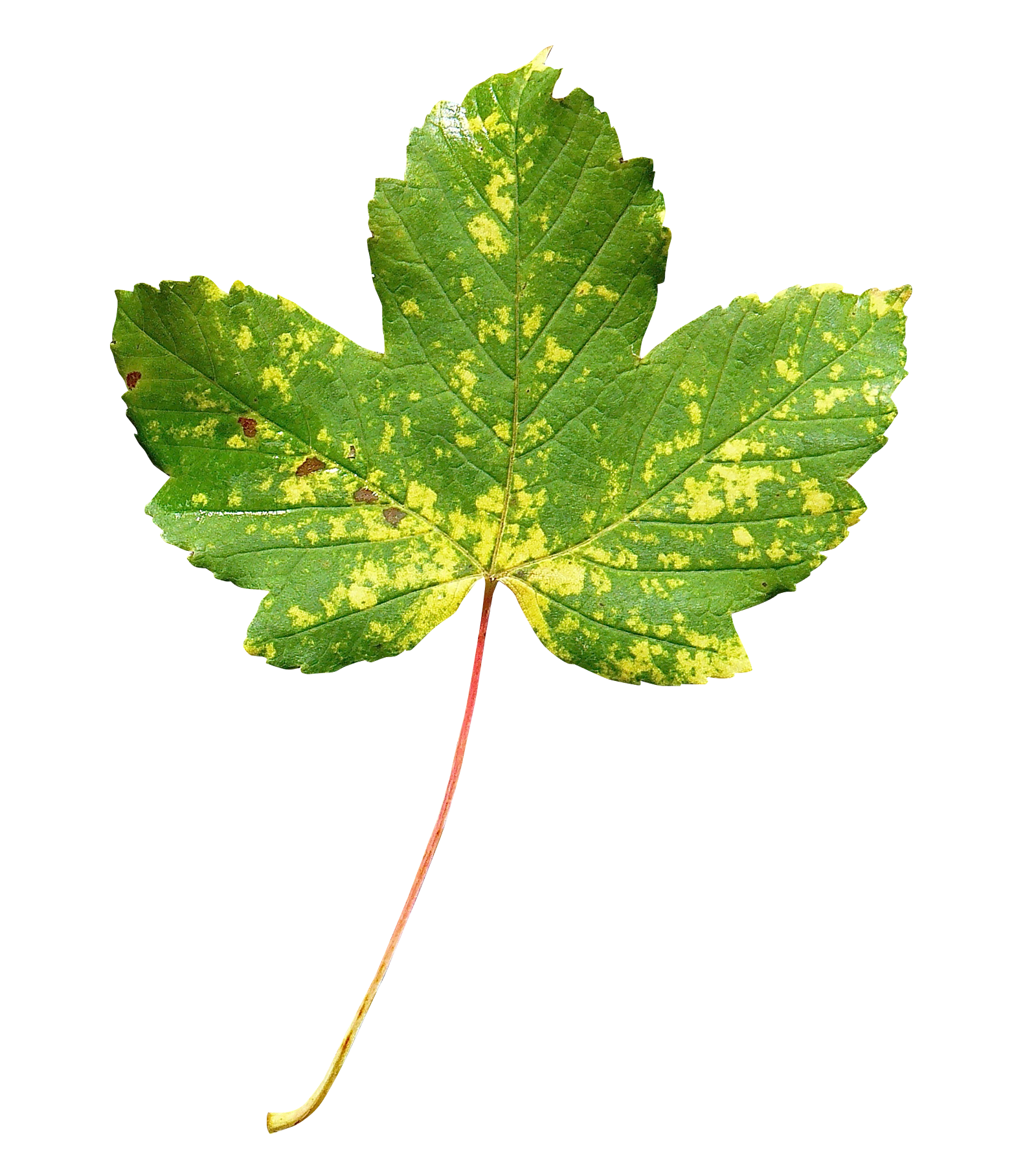 A Green And Yellow Leaf