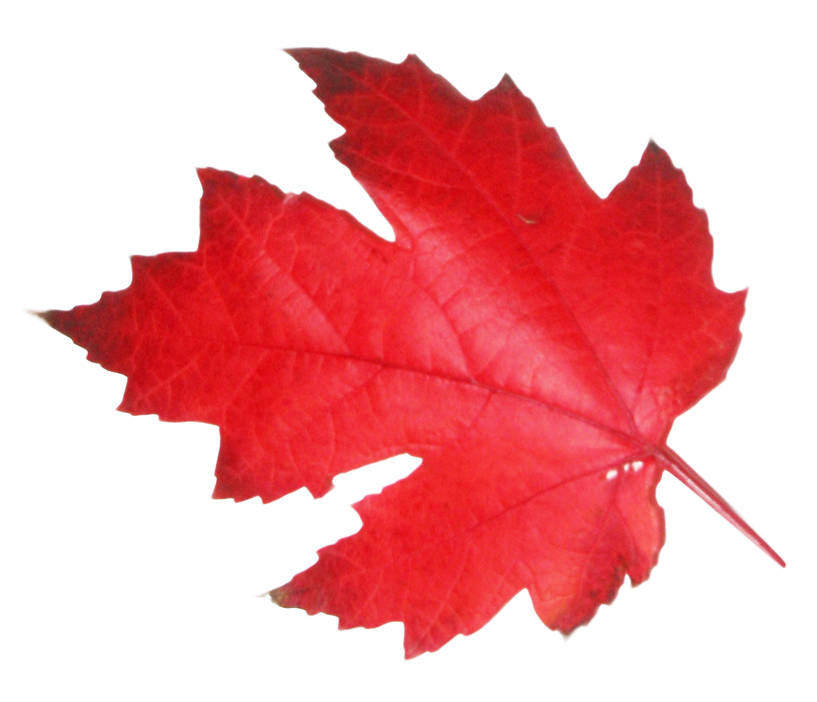 Maple Png 1180 X 1014