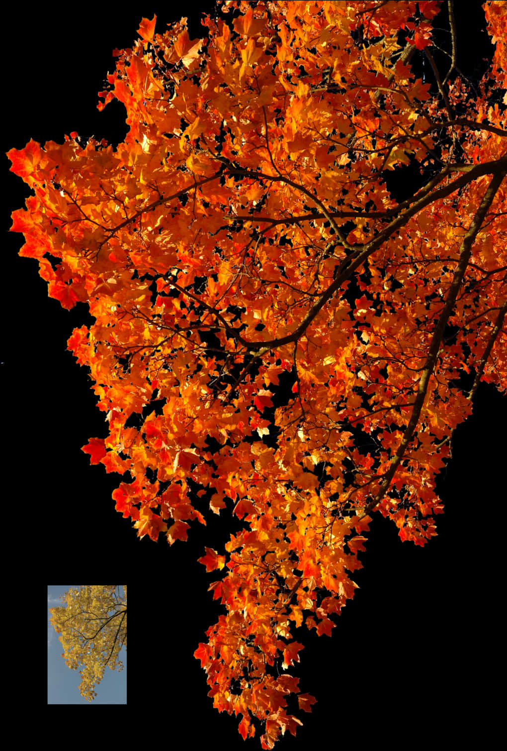 A Tree With Orange Leaves