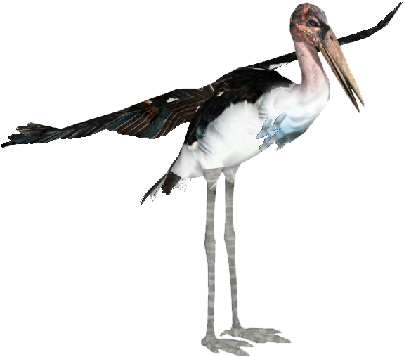 A Bird With Long Legs And A Long Beak