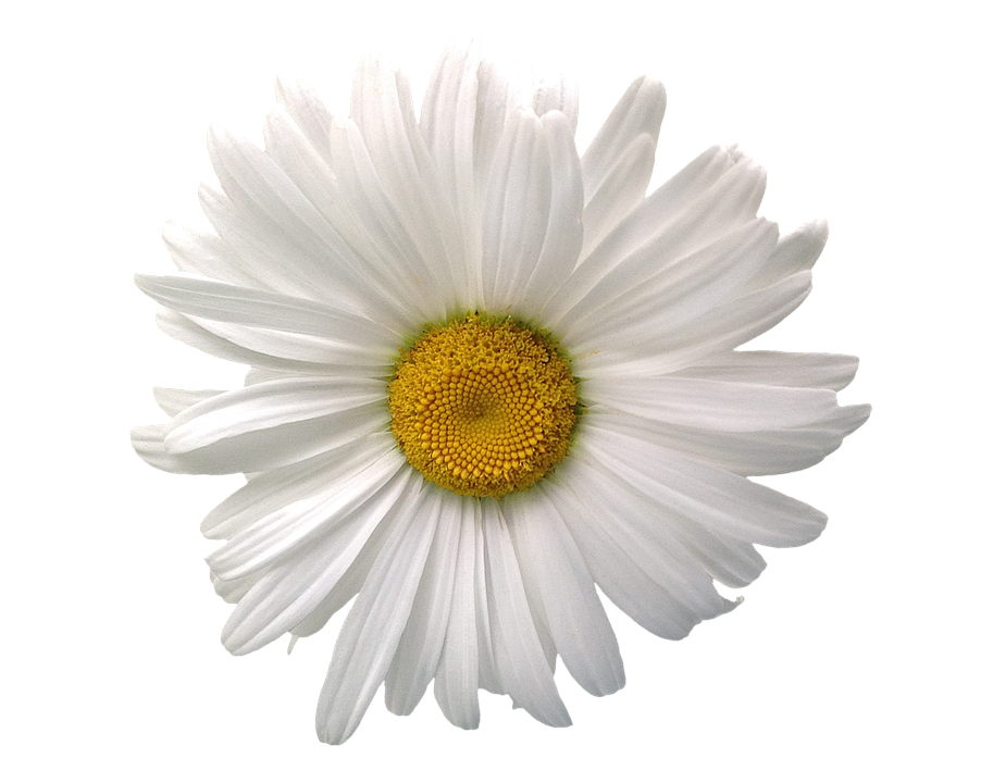 A White Flower With Yellow Center