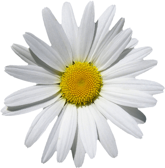 A White And Yellow Flower
