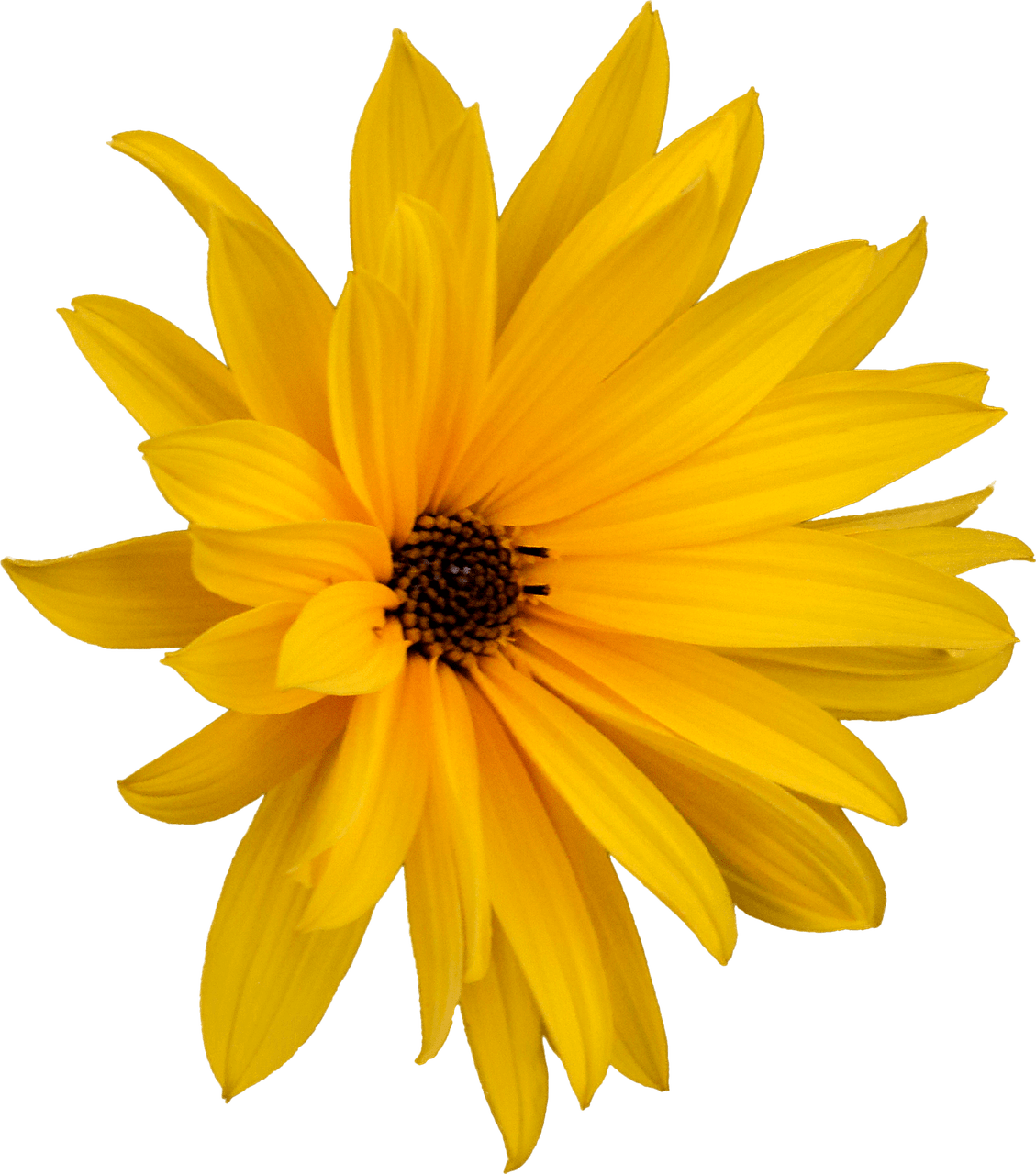 A Yellow Flower With Black Background