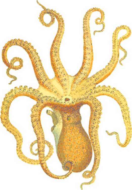 Marine - Vintage Octopus Science Illustration, Hd Png Download