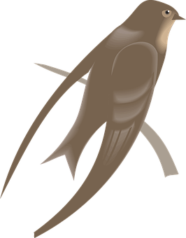 A Bird With Long Tail And Long Tail