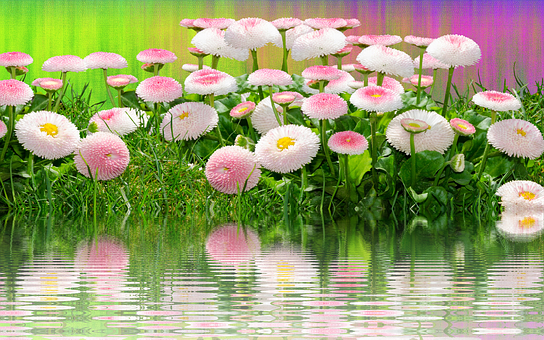 A Group Of Pink And White Flowers In The Water