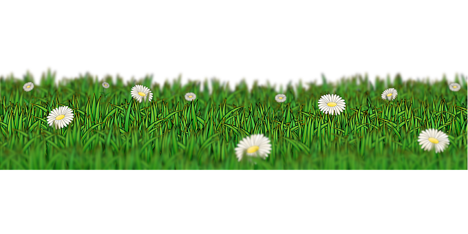 A Field Of Grass With White Flowers