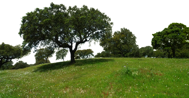 A Green Field With Trees And A Black Background