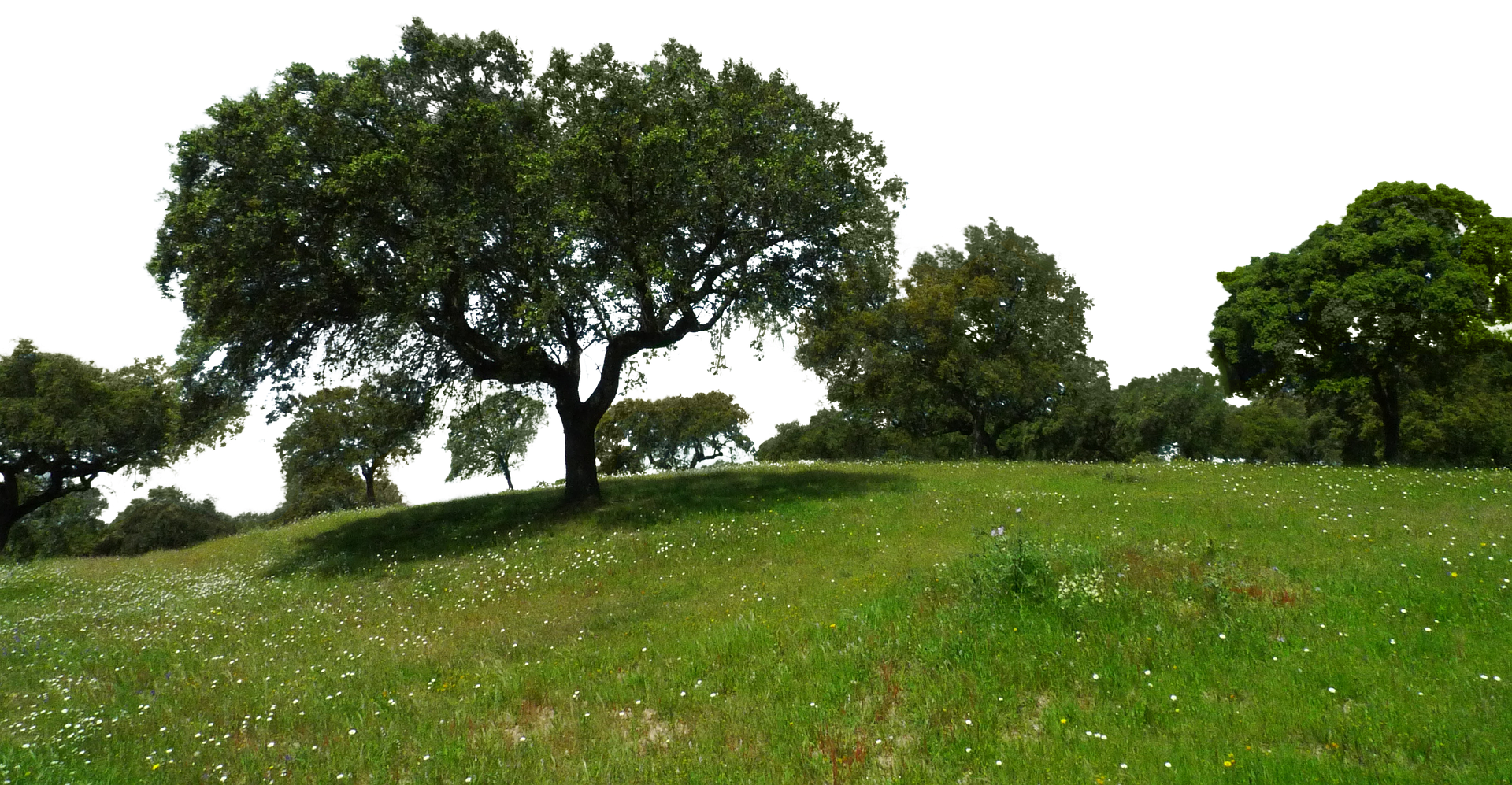 A Green Grass Field With Trees