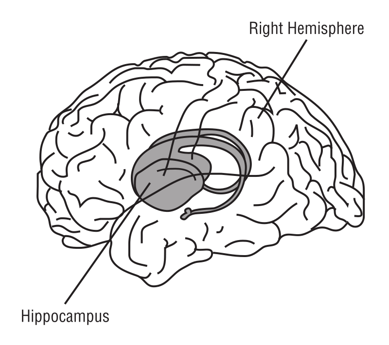 A Diagram Of A Brain