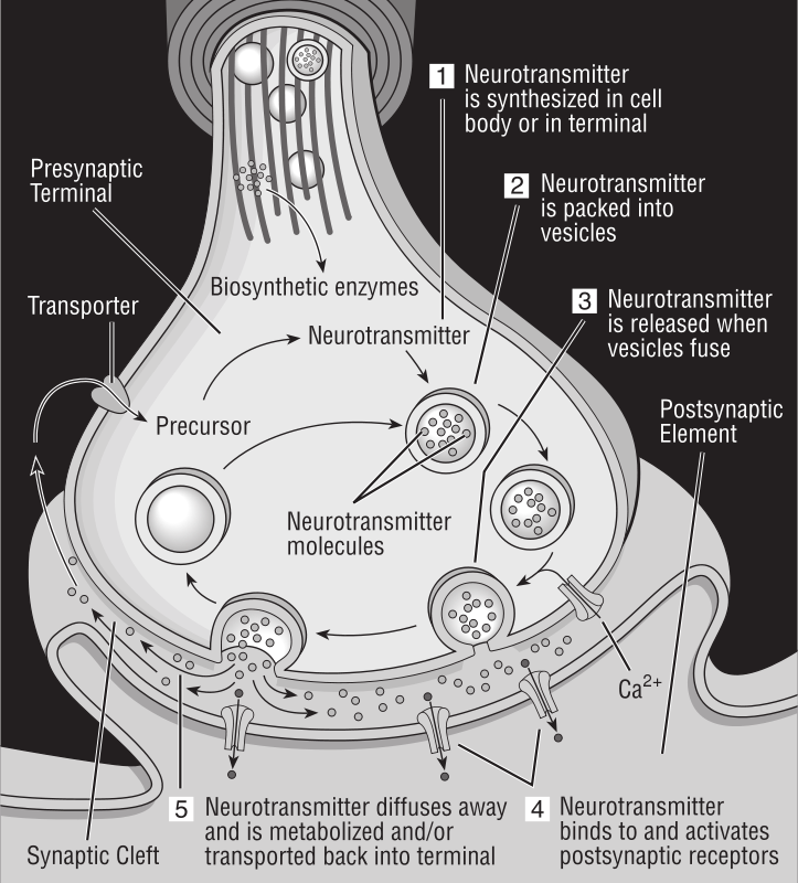 A Diagram Of A Neurotransmitter