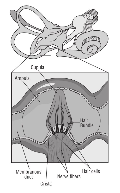 A Diagram Of A Human Body