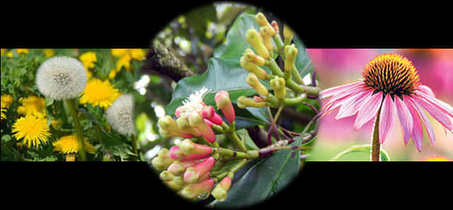 Medicinal Gardening At Whistling Gardens - Medicinal Plants Transparent