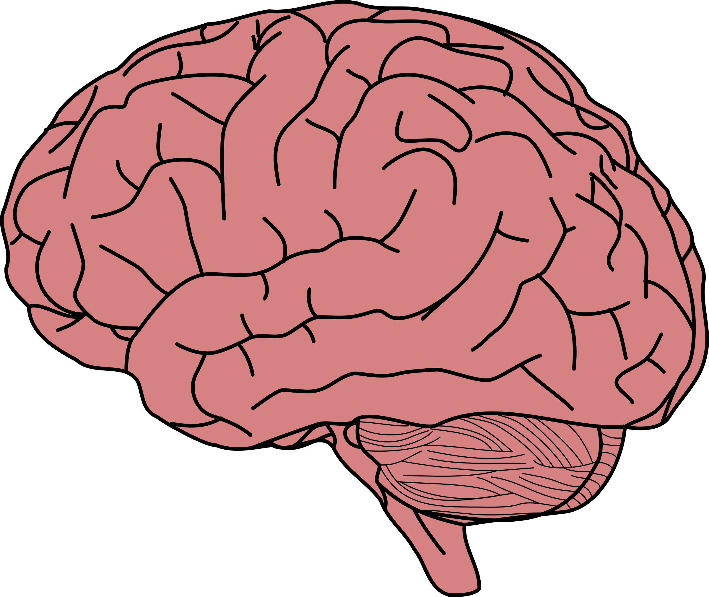 A Pink Brain With Black Lines