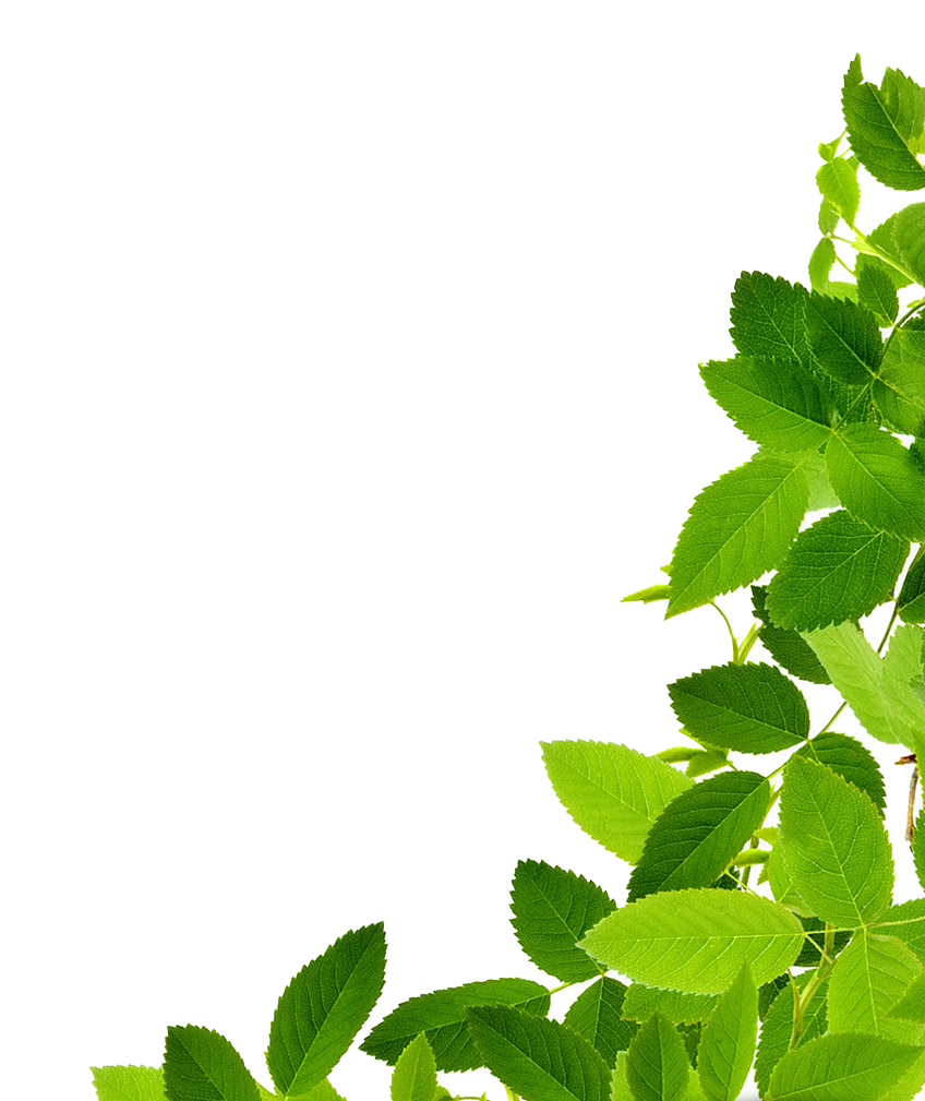 A Green Leaves On A Black Background