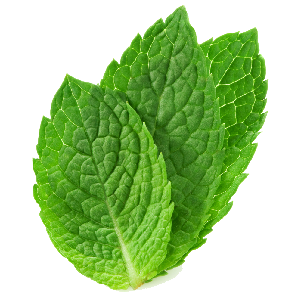 Download A Close Up Of Leaves [100% Free] - FastPNG