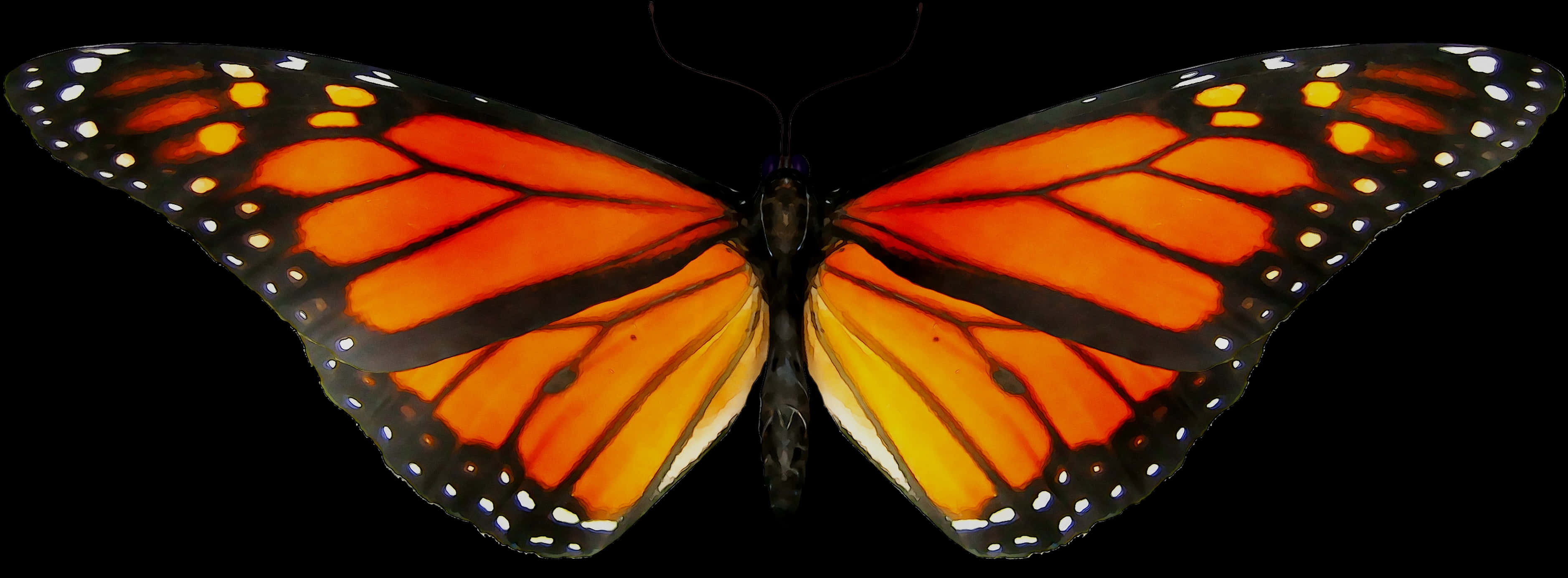 A Close Up Of A Butterfly