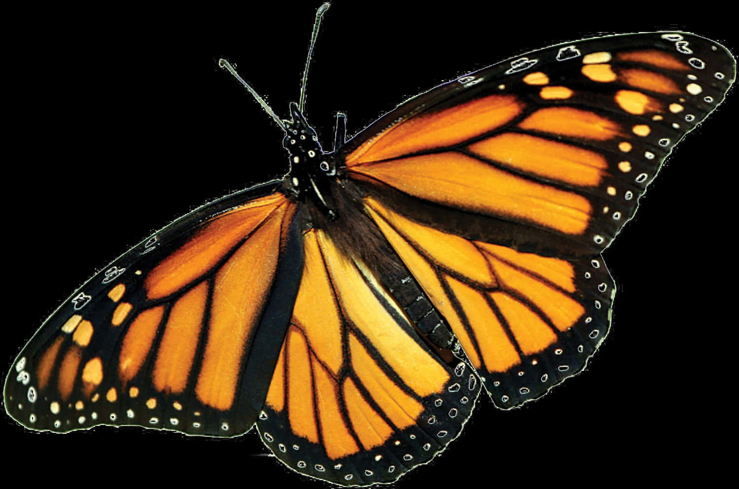 A Close-up Of A Butterfly