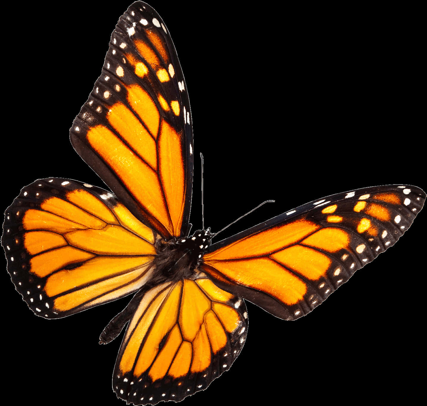 Download A Butterfly With Black And Orange Wings [100% Free] - FastPNG