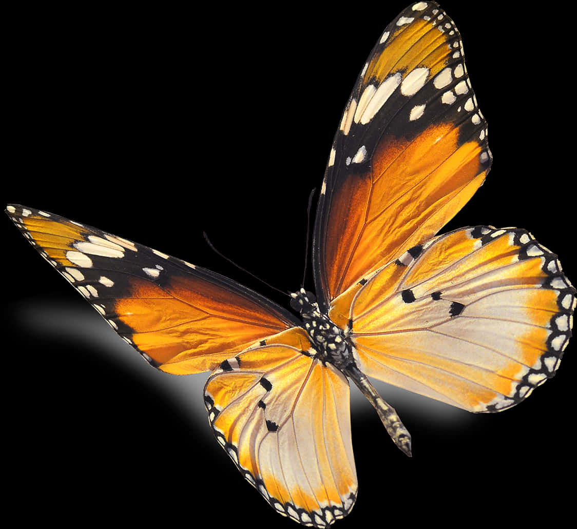 A Butterfly With Black And Orange Wings