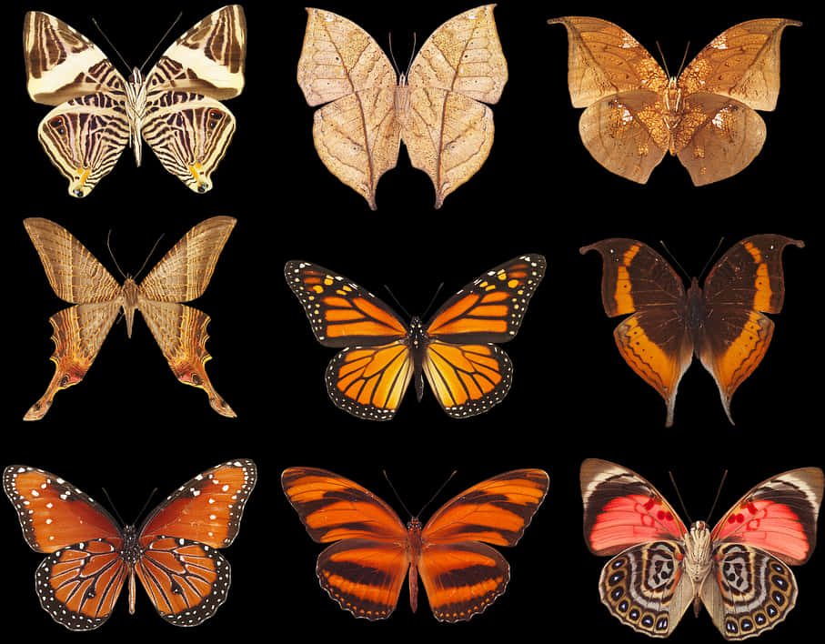 A Collection Of Butterflies On A Black Background