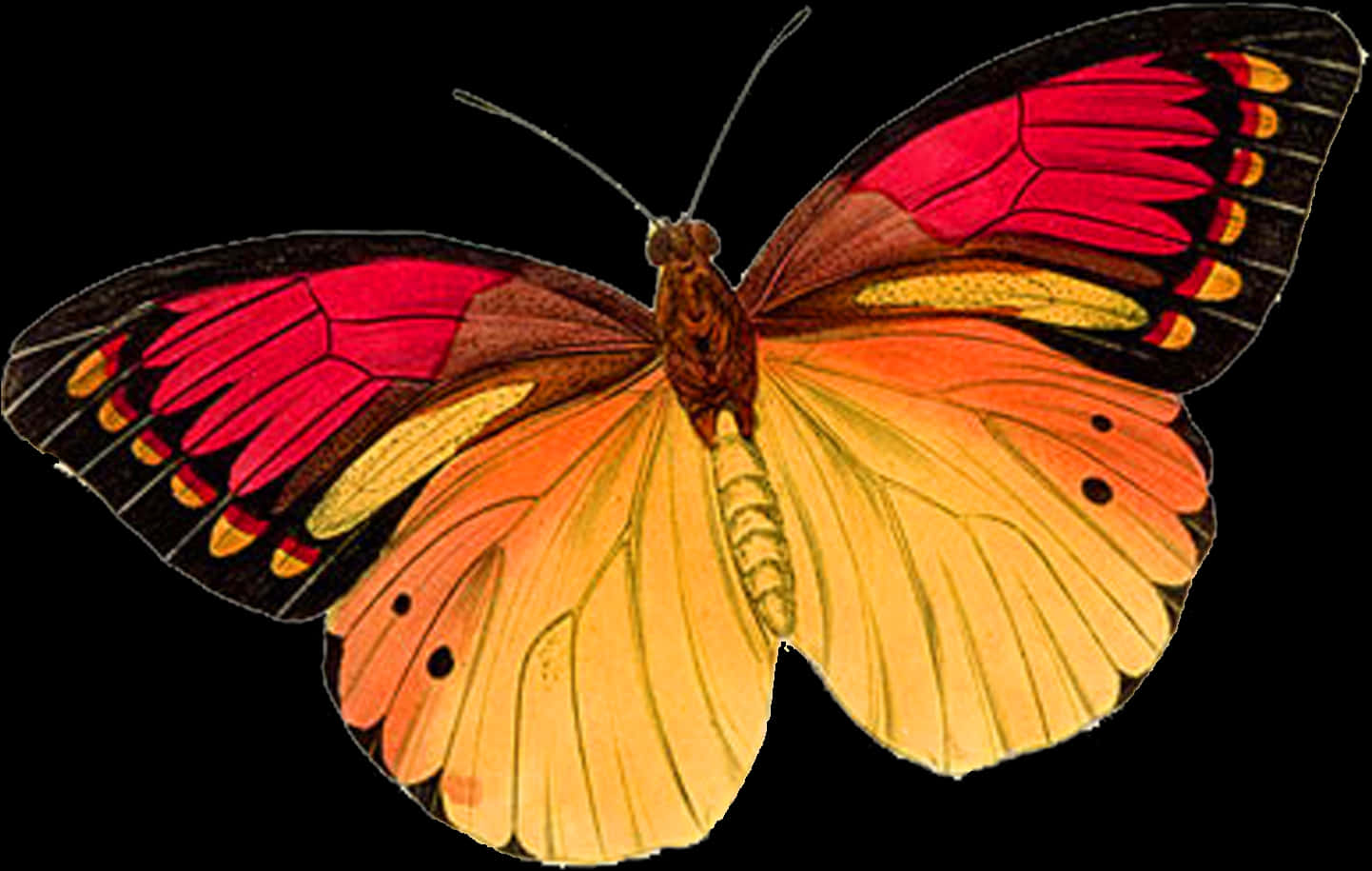 A Butterfly With Pink And Yellow Wings