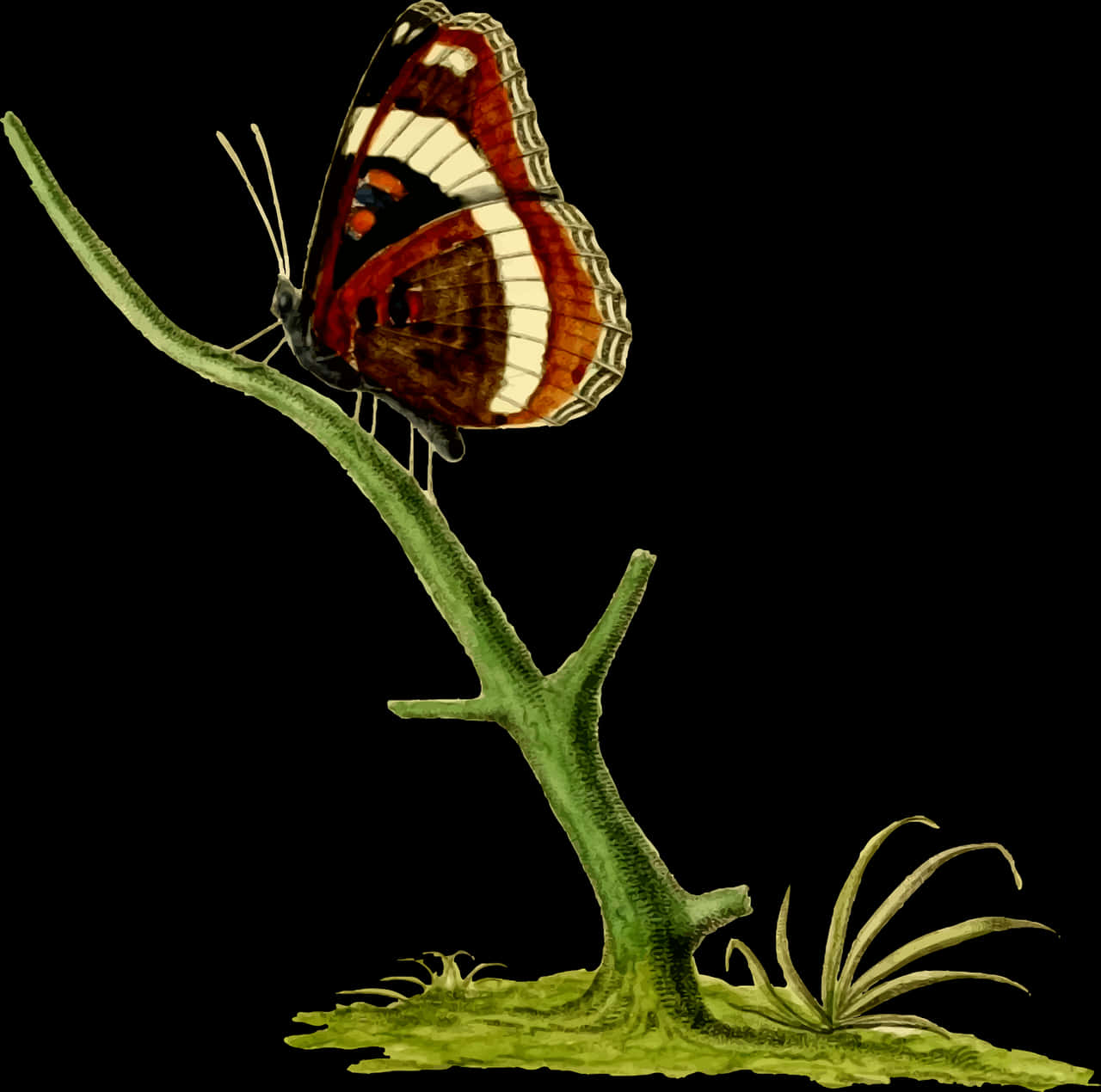 A Butterfly On A Branch