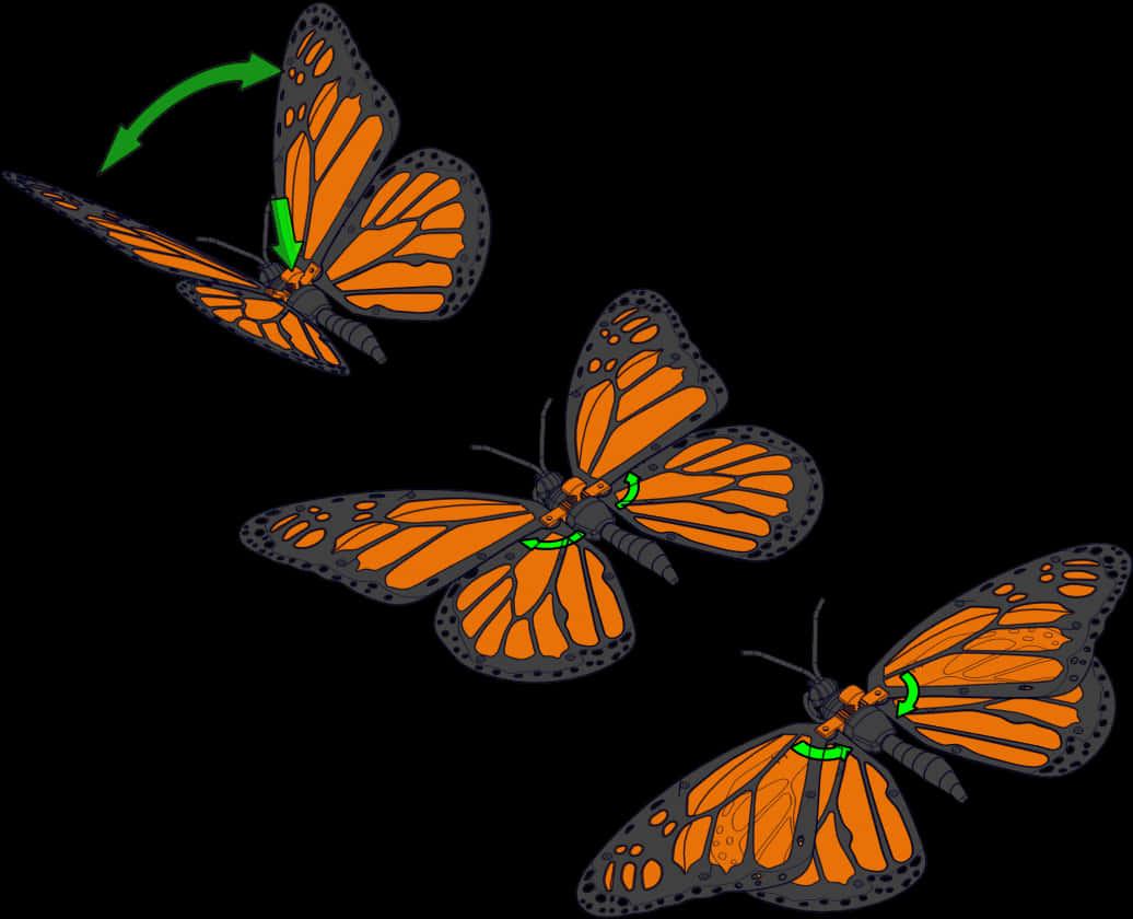 A Butterfly With Orange And Black Wings