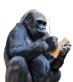 A Gorilla Holding A Piece Of Wood