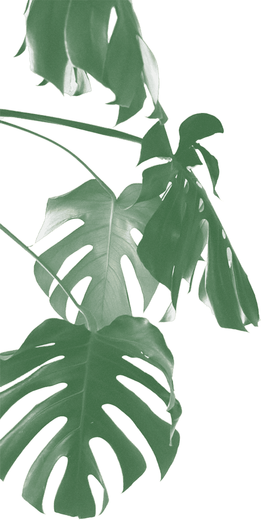 A Close Up Of Leaves