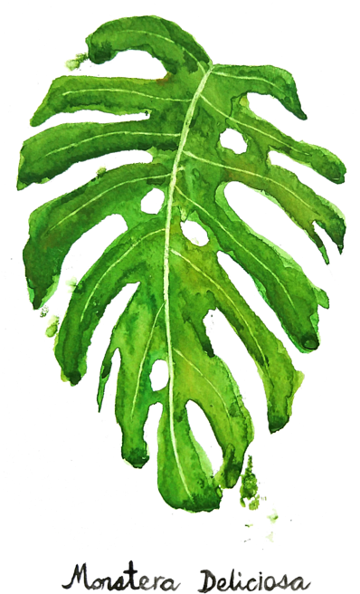 A Green Leaf With Holes In It