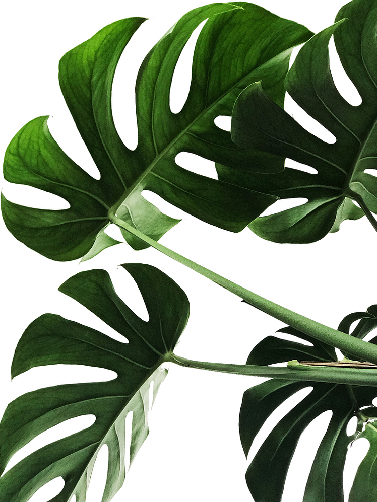A Close Up Of A Plant