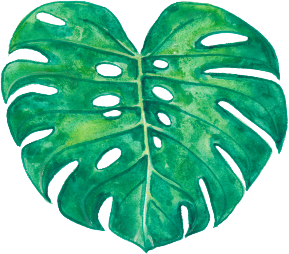 A Green Leaf With Holes In It