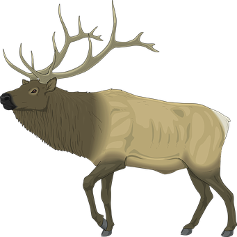 A Moose With Antlers And A Black Background