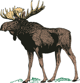 A Moose With Antlers On Its Head