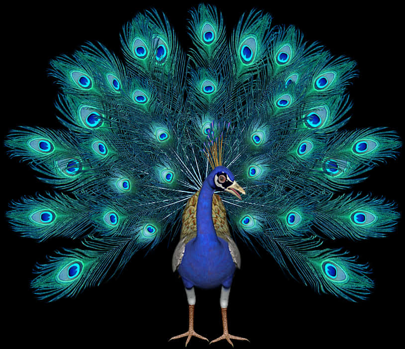 A Peacock With Its Tail Feathers Out