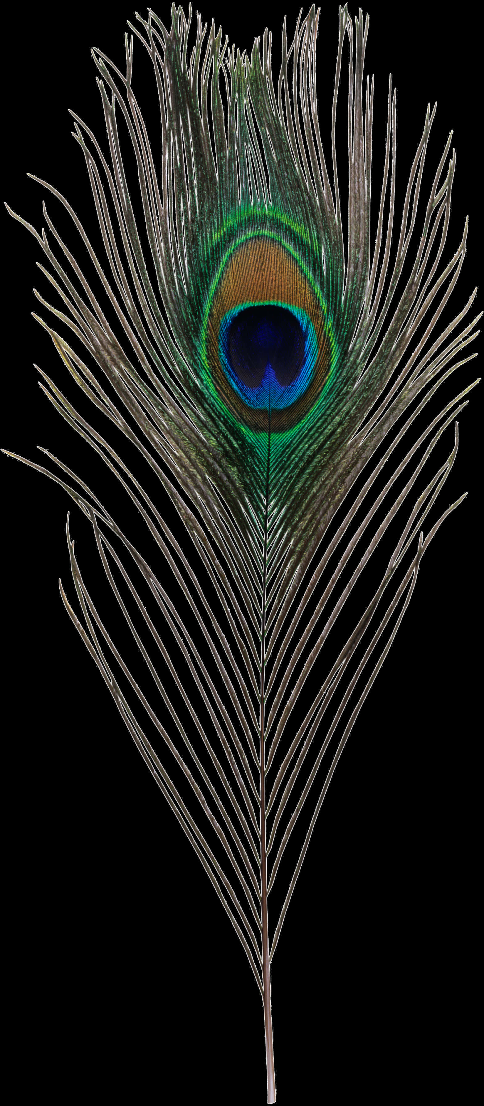 A Close-up Of A Peacock Feather