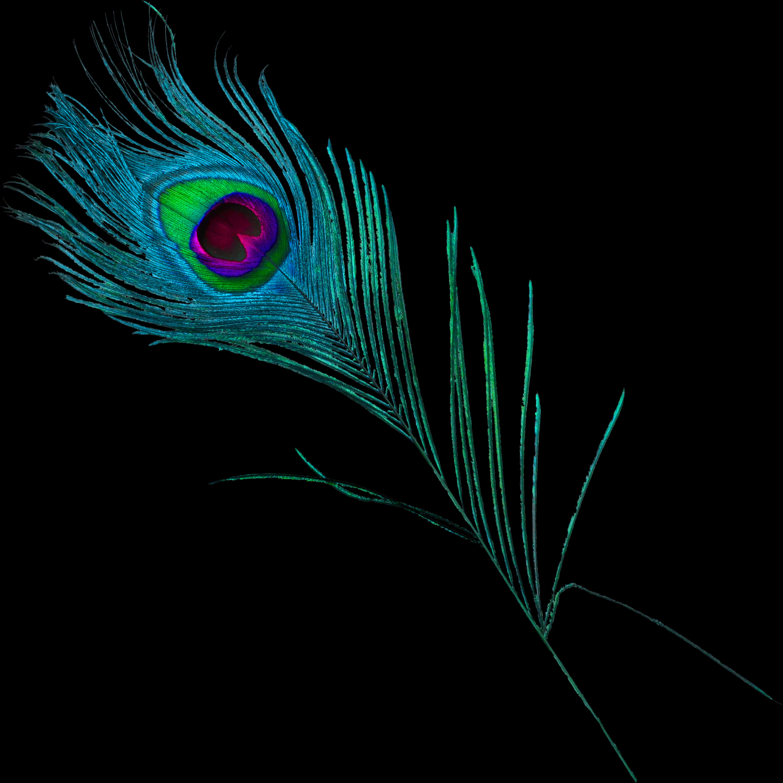 A Peacock Feather On A Black Background