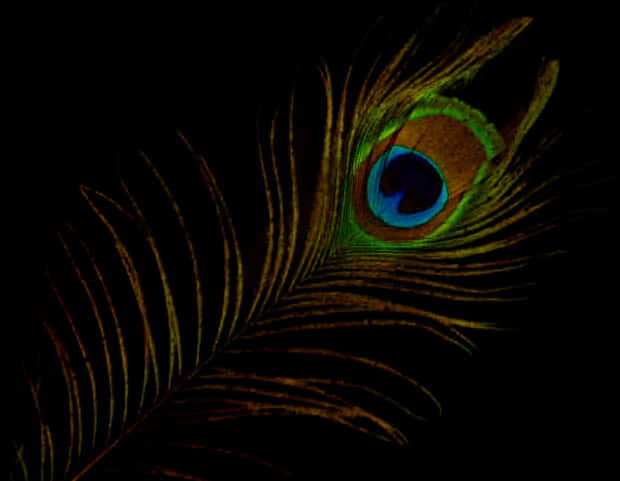 A Close Up Of A Peacock Feather