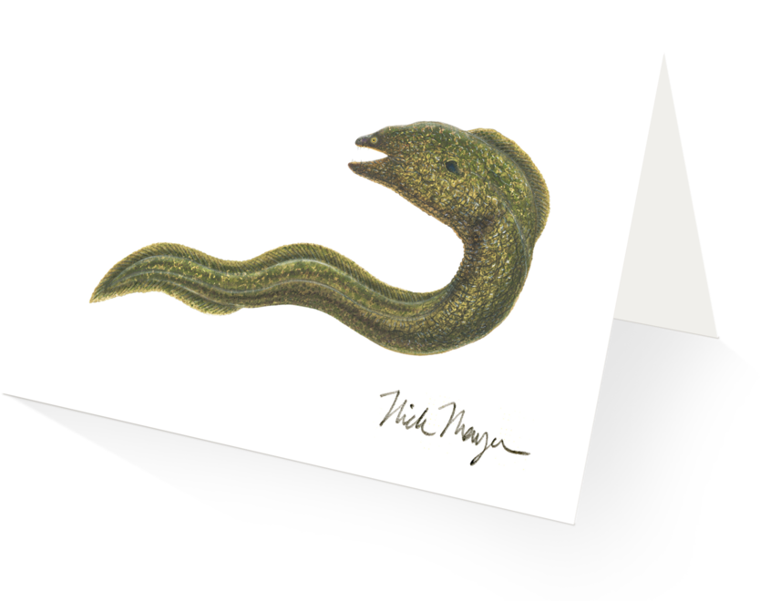 Moray Eel - Serpent, Hd Png Download