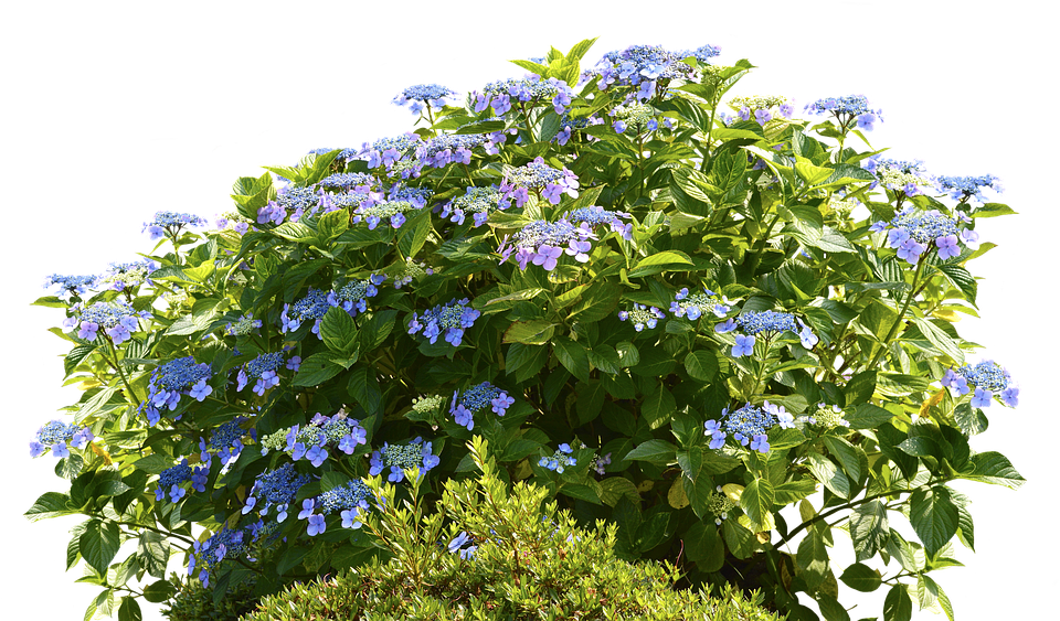A Bush With Blue Flowers