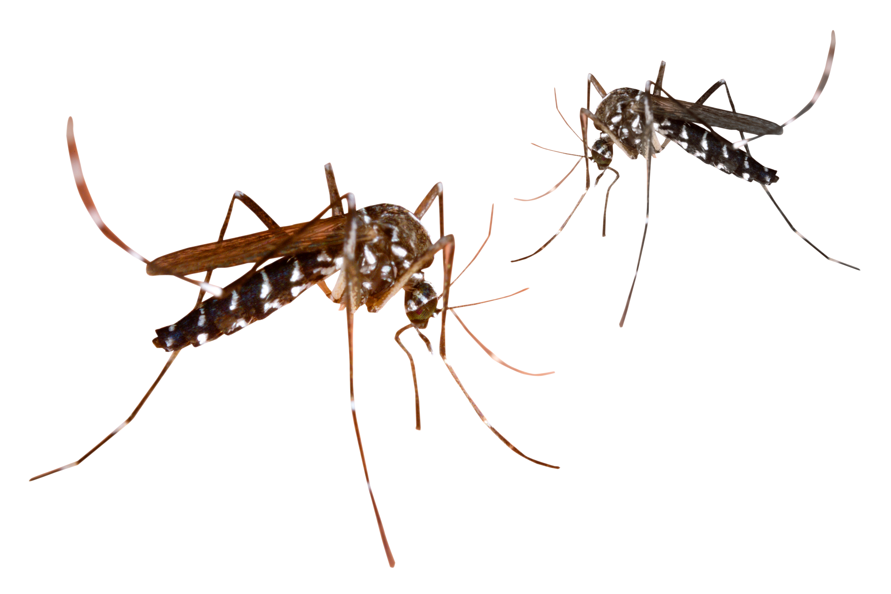 Mosquito Png 3000 X 2000