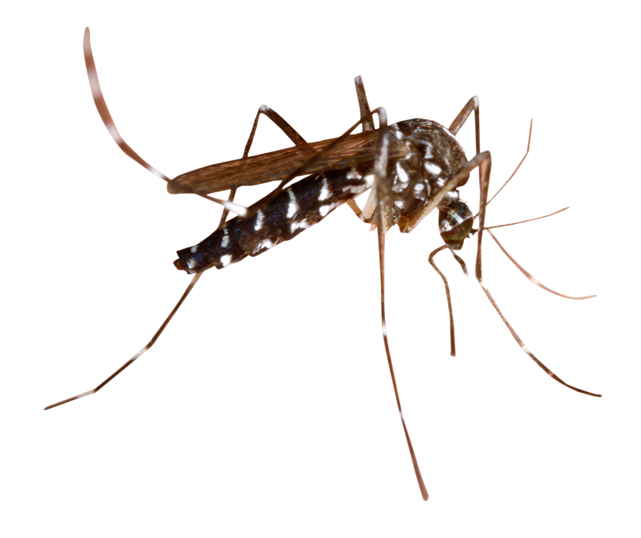 Mosquito Png 2052 X 1724