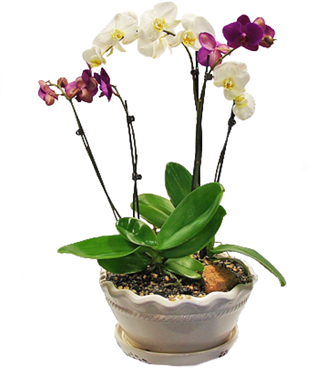 A Potted Plant With Purple And White Flowers