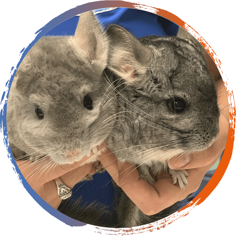 A Pair Of Chinchillas In A Person's Hands