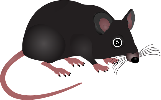 Mouse Png 546 X 340