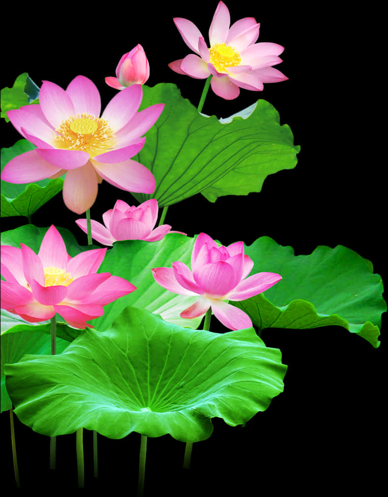 A Group Of Pink Flowers And Green Leaves
