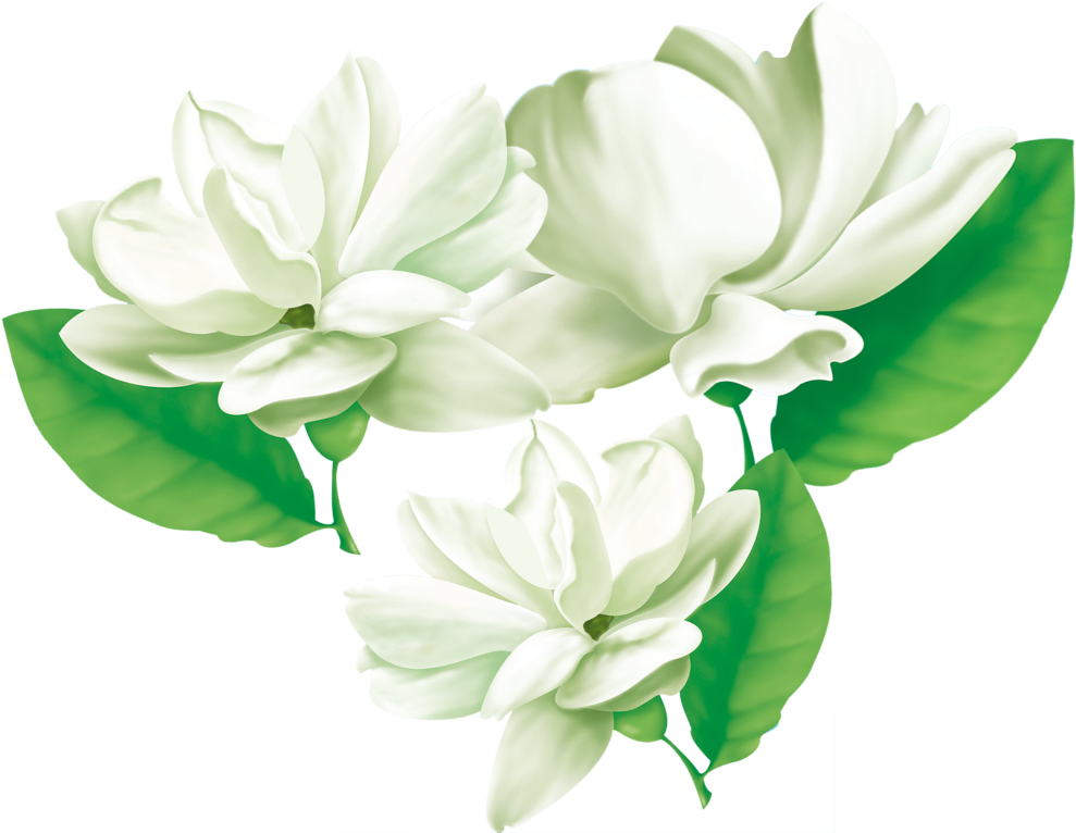A Group Of White Flowers With Green Leaves