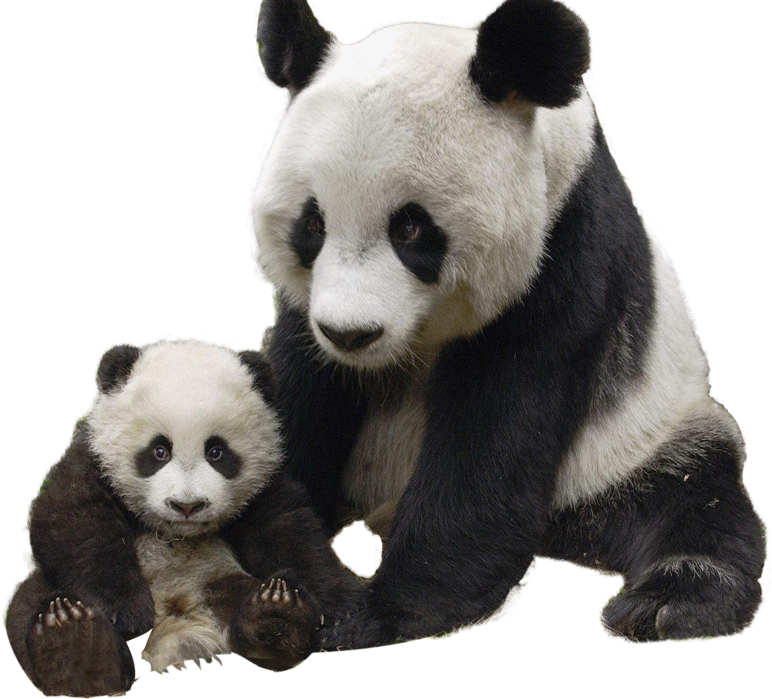 A Panda And Baby Panda