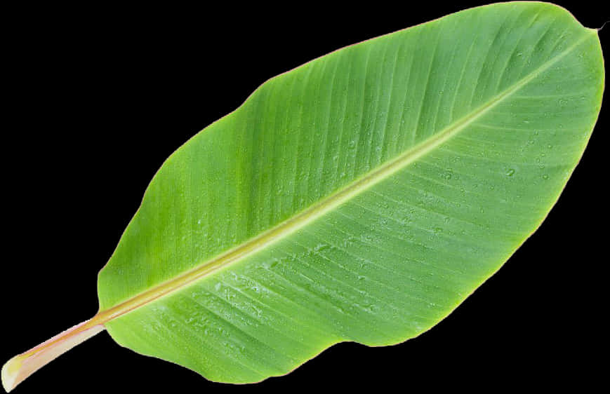 Musa Basjoo Banana Leaf - Banana Tree Leaf Clipart, Hd Png Download